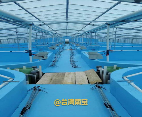 水泥錦鯉池刷養(yǎng)錦鯉魚池漆的作用與掛車漆的誤區(qū)解析